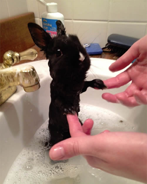 rabbit_taking_bath