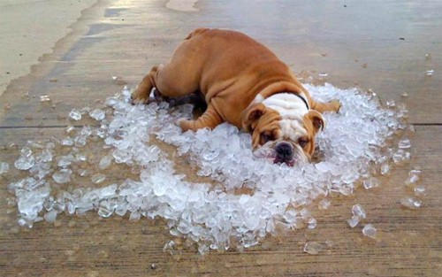 bulldog-on-ice