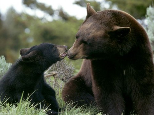 Slovenia autorizează vânarea a 93 de urși bruni și opt lupi