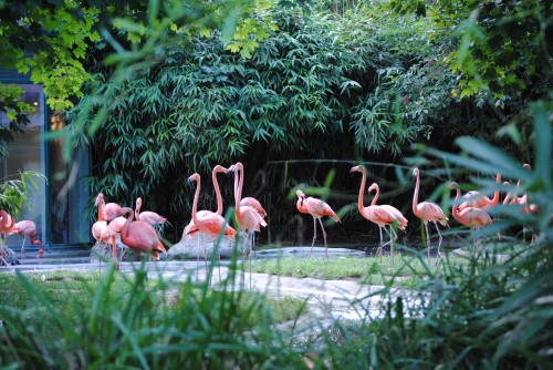 Flamingo_Vienna_Zoo_Schönbrunn_2010