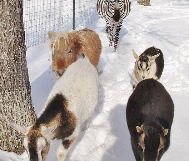 Grija Si Pentru Animalele Salbatice