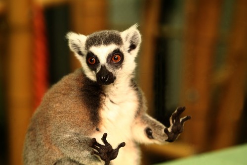 lemurian zoo baneasa