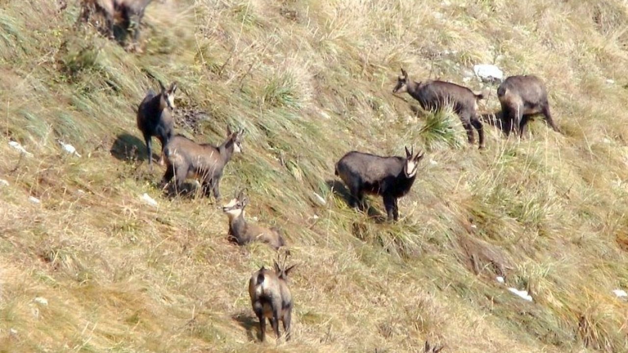 Caprele Negre Din Romania In Pericol