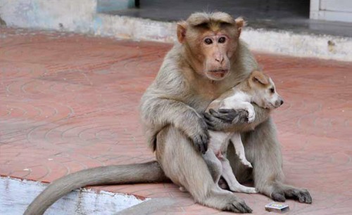 POVESTE IMPRESIONANTA: Un catelus a fost adoptat de o maimuta din India!