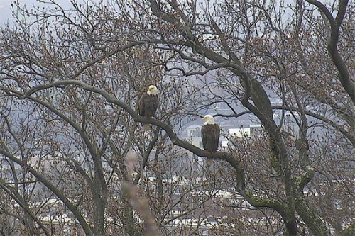 eagles_in_tree