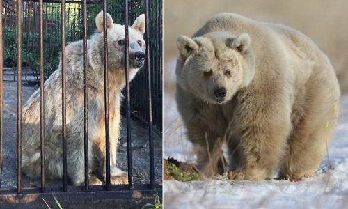 Povestea ursoaicei Fifi: salvata dupa 30 de ani de chin, in sfarsit fericita!