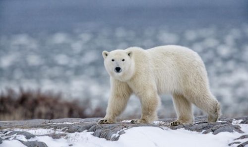 Tot mai cert: Numărul urșilor polari ar putea să scadă din cauza topirii gheții marine