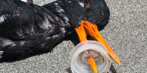 Cercetătorii explică de ce păsările marine mănâncă deșeuri de plastic