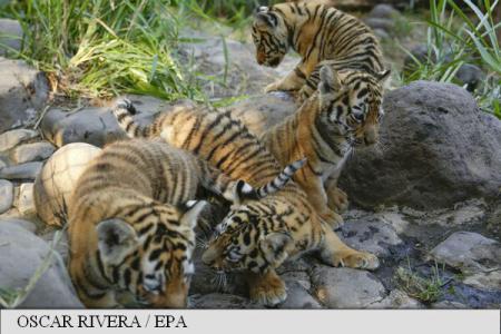 Un centru zoologic din El Salvador își prezintă puii de tigru bengalez