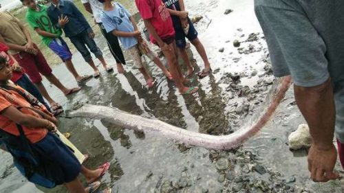 Peşti-vâslă, uriaşi, au eşuat pe plajele din Filipine. Ar putea prezice iminenţa unui cutremur puternic?