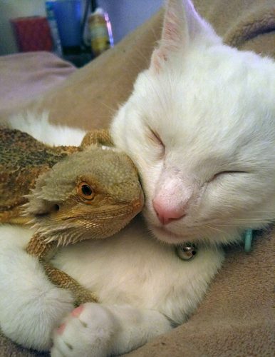 Prietenia adevărată dintre un dragon și o pisică nu ține cont de nimic. Ele au ÎNDUIOȘAT toată lumea
