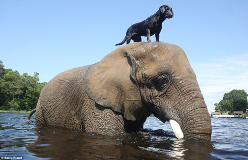 Un elefant şi un câine s-au cunoscut în circumstanţe tragice. Ce s-a întâmplat mai departe este pur şi simplu uimitor! VIDEO