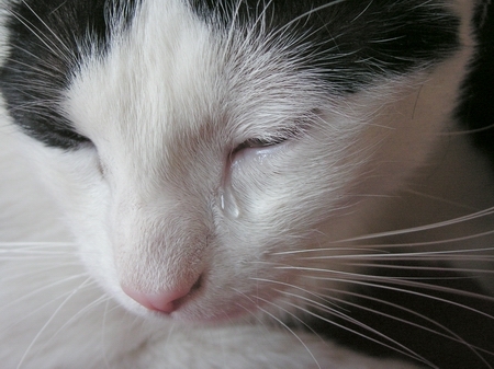 Lacrimile unei pisici au în spate un motiv care a zguduit planeta. Legătura de dincolo