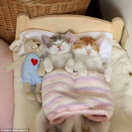 Clipul cu aceste pisici a devenit VIRAL PE INTERNET. Ei nu pot dormi decât împreună / GALERIE FOTO-VIDEO