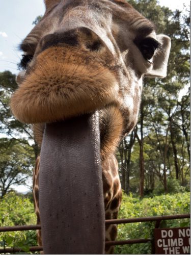 Știți care este animalul care îşi poate curăţa urechile singur cu limba?