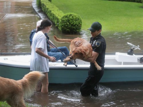 IMAGINI TERIFIANTE! Furtuna tropicală Harvey a făcut VICTIME și printre ANIMALE! FOTO-VIDEO