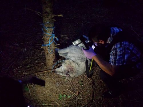 Imaginile care au provocat FURIE pe internet: câine găsit legat de gât și copac. Uite ce au făcut cei care l-au găsit
