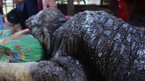 Un animal HIBRID a speriat sătenii. CREATURA este o combinaţie între crocodil şi un bivol | VIDEO