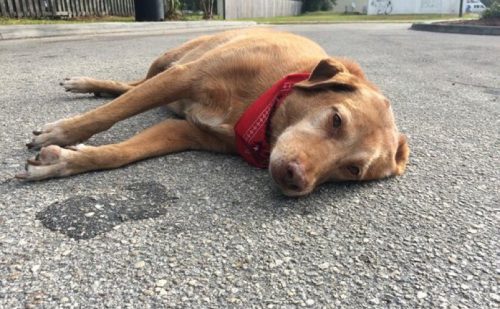 Incident ȘOCANT relatat pe o rețea de socializare: ”un individ mi-a călcat câinele cu maşină… pentru că aşa a vrut el”