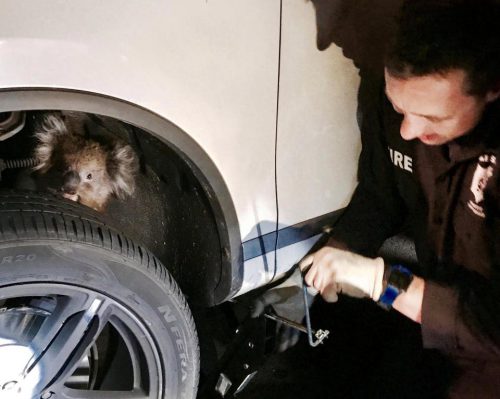 Cum a supraviețuit un koala după ce a mers 16 km agăţat sub o mașină