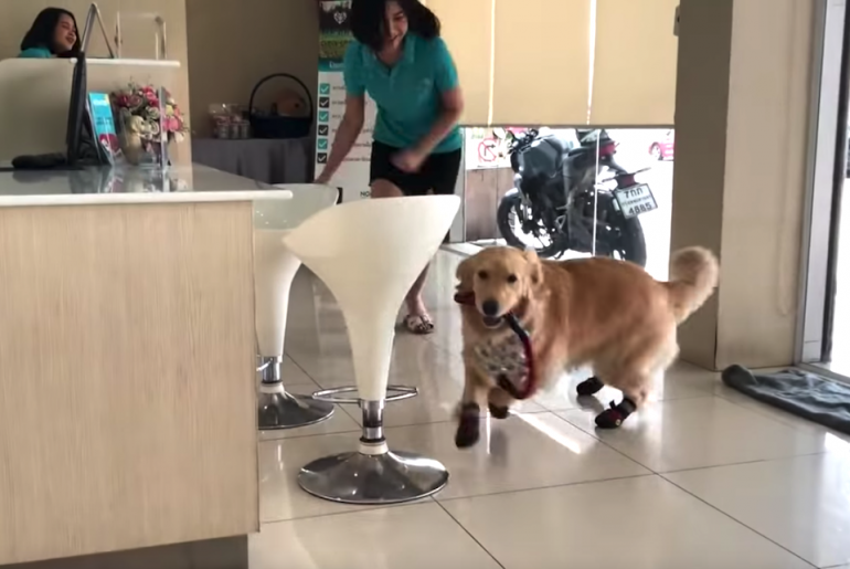 Este Cel Mai Drăguț Golden Retriever Uite Cum Reacționează La Veterinar