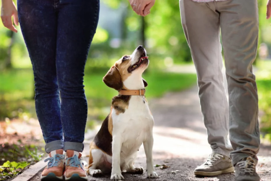 Beagle ieșit la plimbare cu familia lui cutzucutzu.com