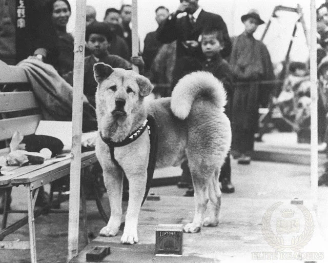 Hachiko, câinele simbol al Japoniei; sursă foto: australiandoglover.com