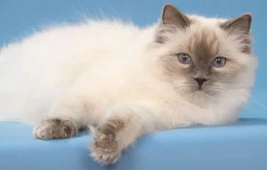 pisica ragdoll; sursă foto: animalepierdute.ro