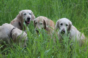 Sute de Golden Retrieveri s-au adunat în Scoția, sursa foto: dreamstime.com