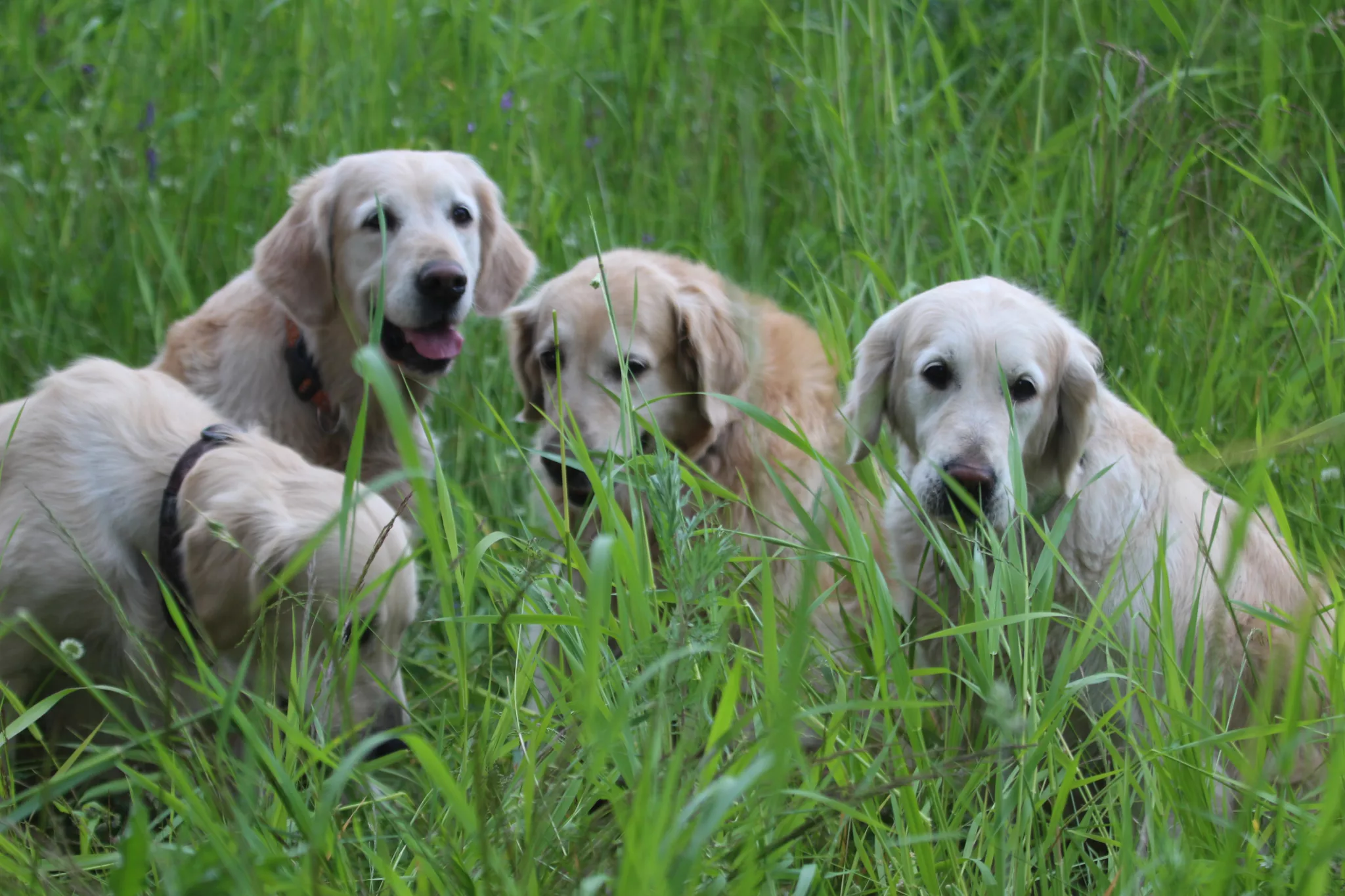 Sute de Golden Retrieveri s-au adunat în Scoția, sursa foto: dreamstime.com