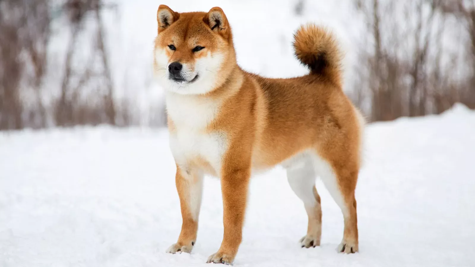 Shiba Inu este o rasă de câine de talie mică originară din Japonia