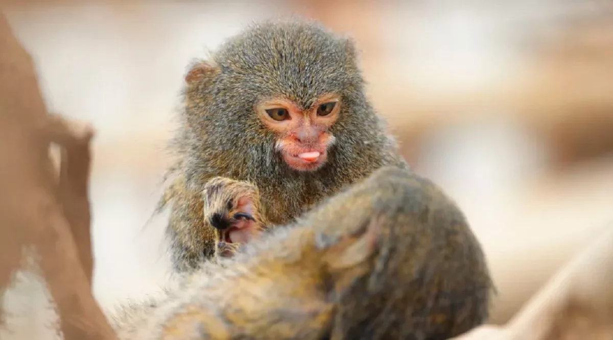 Marmoset pigmeu, top animalute adorate