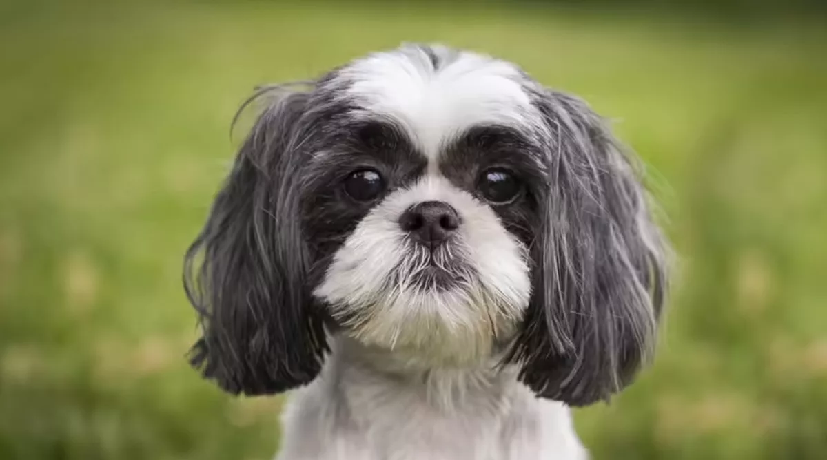 Shih Tzu cele mai mici rase de caini