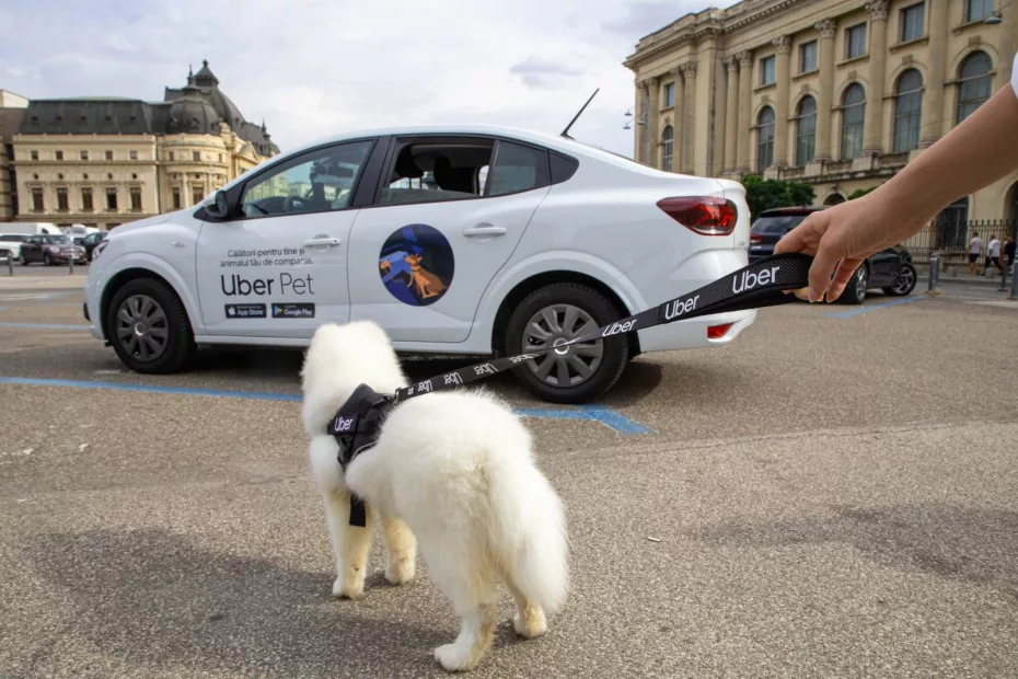 servicii de transport pentru animalutul tau de companie: uber pet