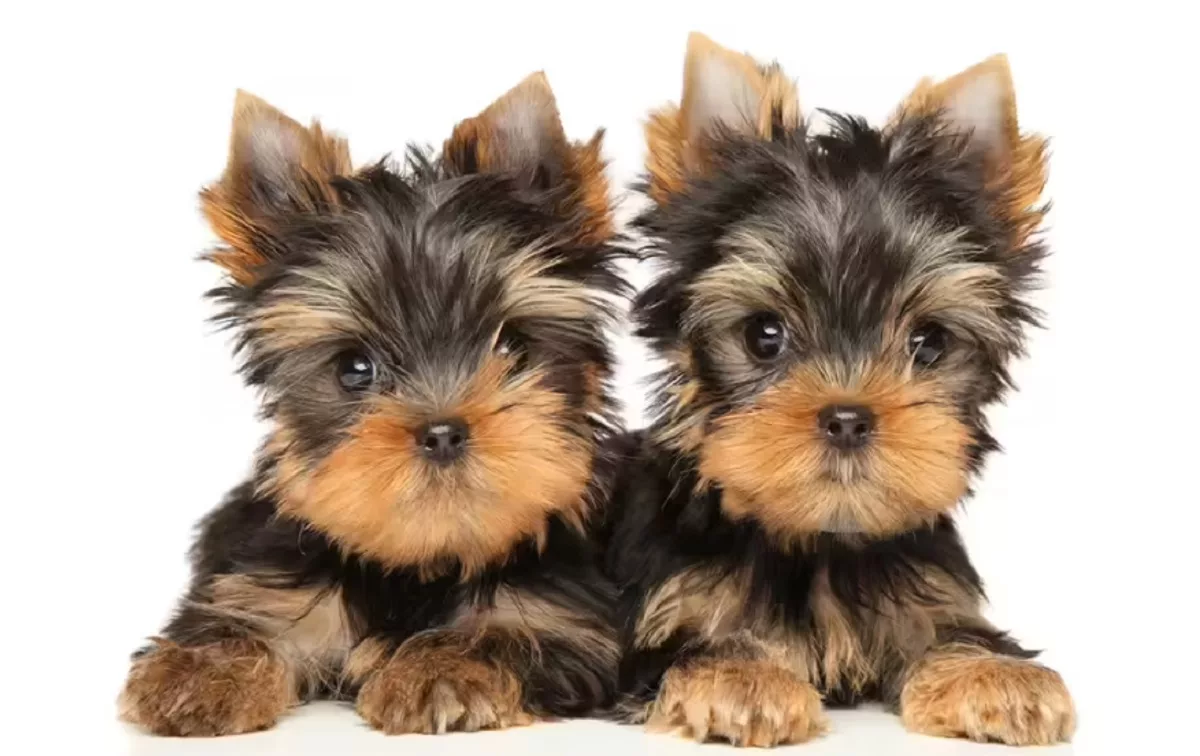 Yorkshire Terrier 