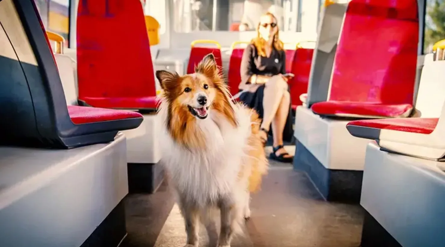 accesul animalelor de companie in mijloacele de transport, un caine in autobuz