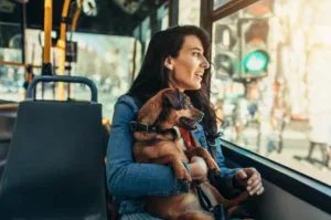 Noi reguli privind accesul animalelor de companie in mijloacele de transport