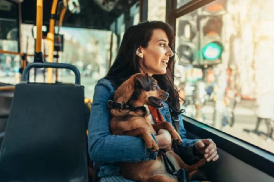 Noi reguli privind accesul animalelor de companie in mijloacele de transport