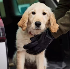 hotii de animale de companie, caine rapit