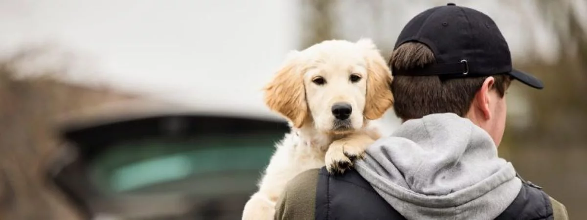 hotii de animale de companie