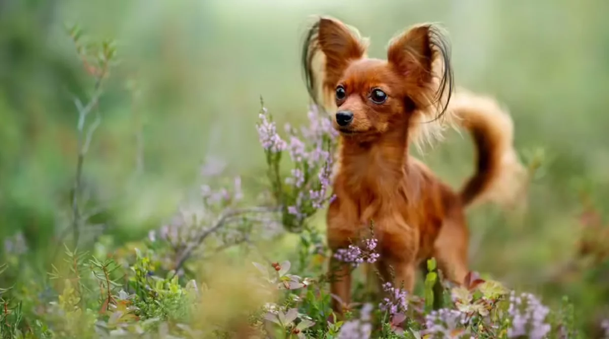 cele mai mici rase de câini / Jucăriile rusești sunt inteligente și le place să se joace, ceea ce le face animale de companie excelente