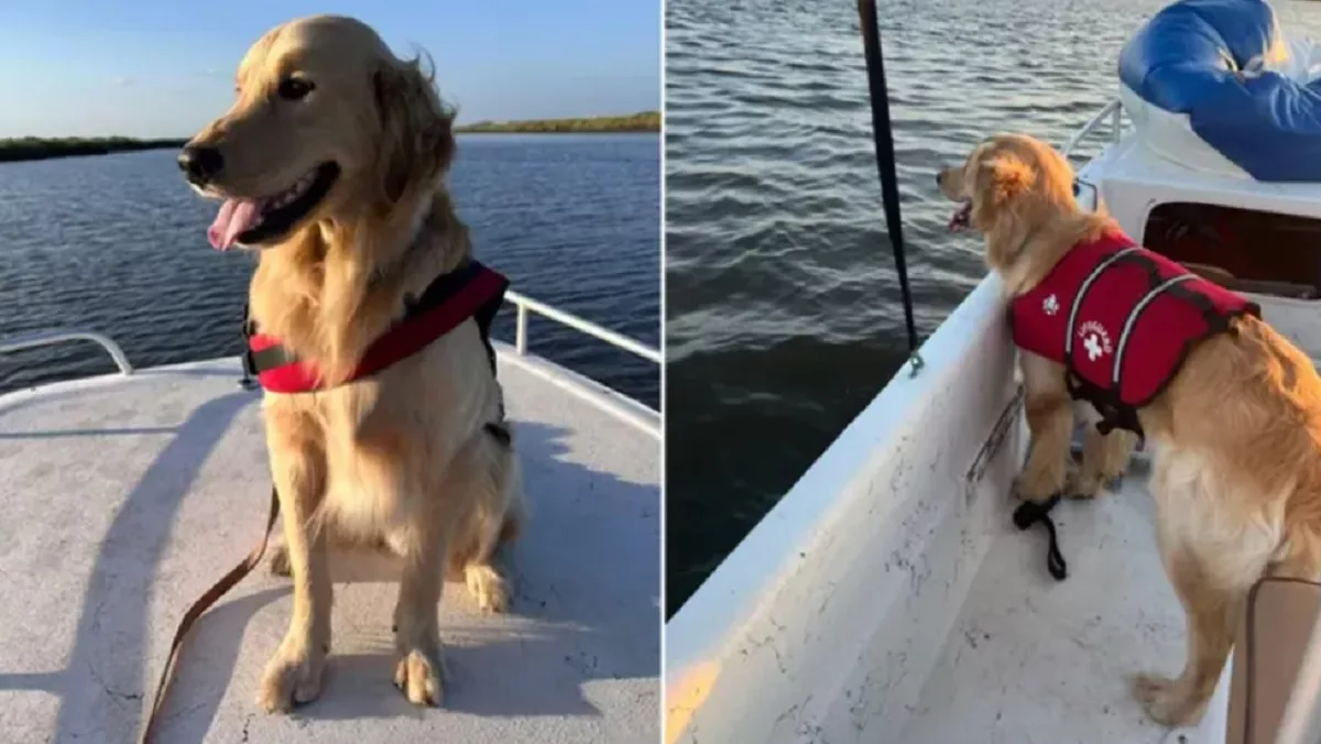 Rocky, un golden retriever din Charleston, a fost pierdut timp de două zile după un accident nautic înainte de a fi descoperit într-o curte locală datorită postărilor de pe rețelele sociale și vestei sale de salvare. 