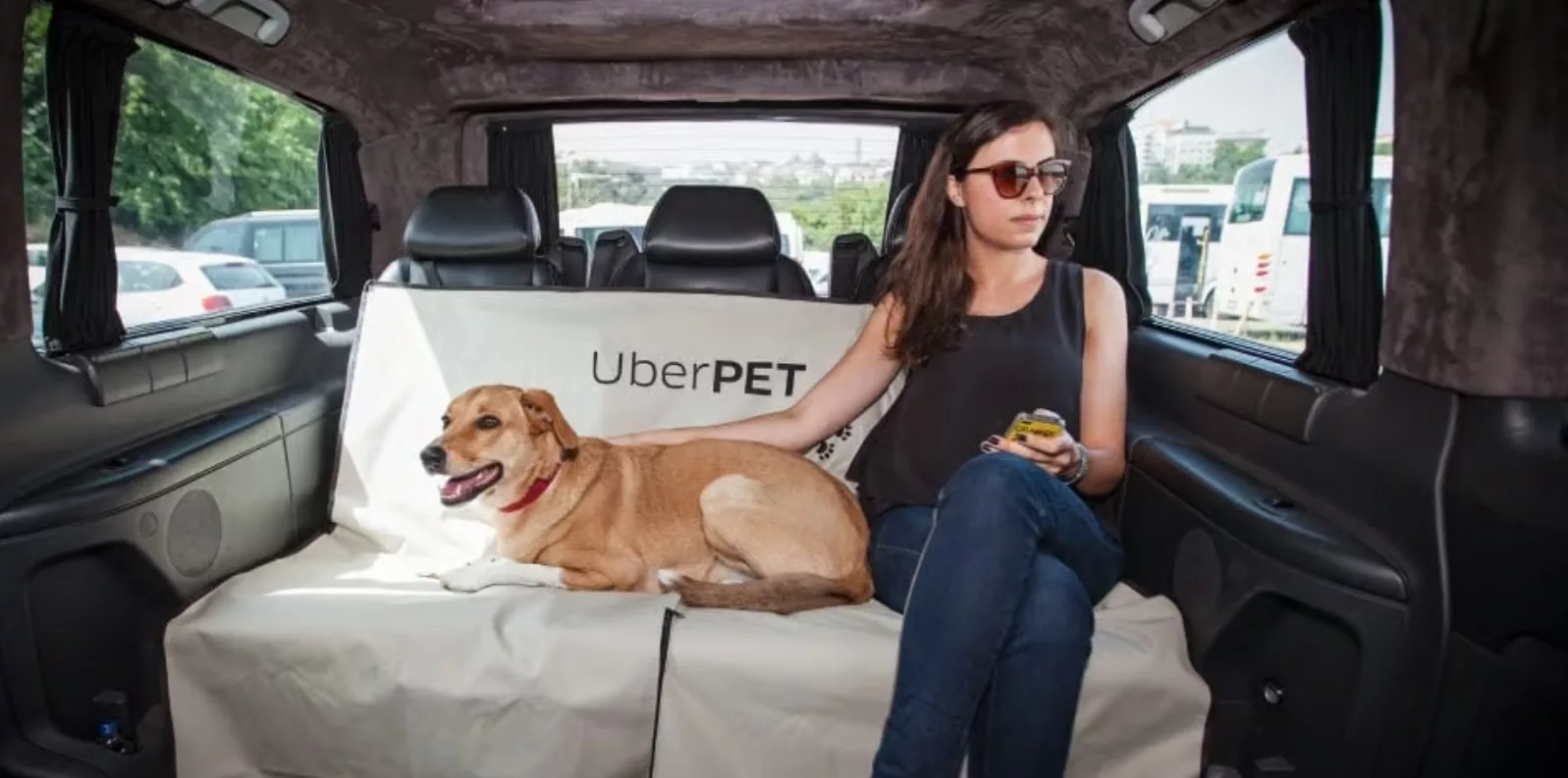 pasager pe bancheta din spate a mașinii călătorind împreună cu patrupedul în uber pet