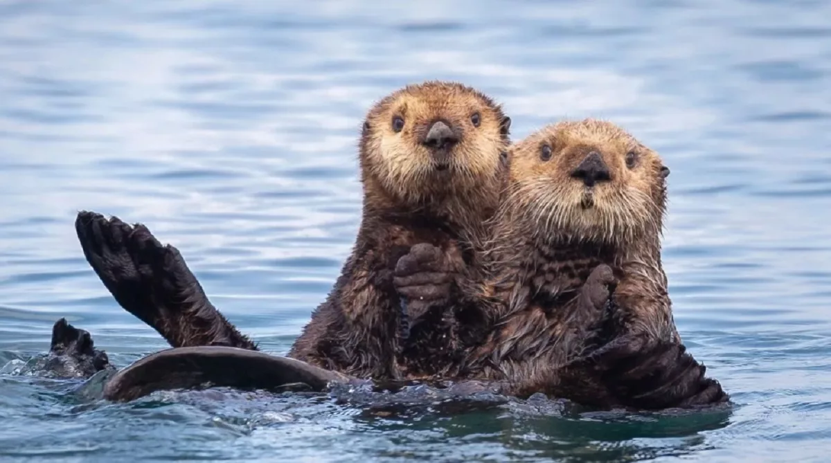 Viderele de mare, top animalute adorate