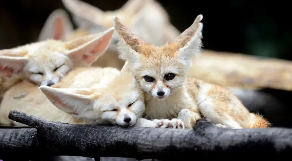 vulpea fennec, top animălute adorate