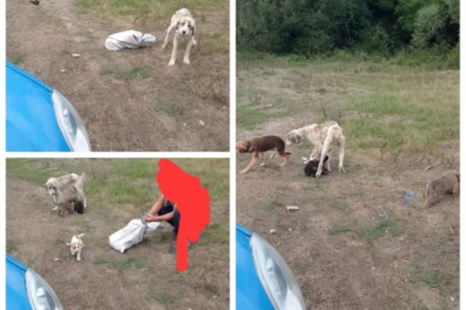 Un bărbat a abandonat o cățelusă cu trei pui, cu un alt câine în sac legat la gât