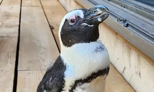 isprava unui pinguin aventuros