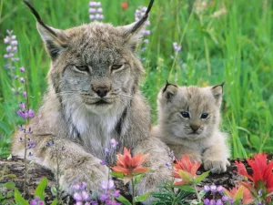 lynx