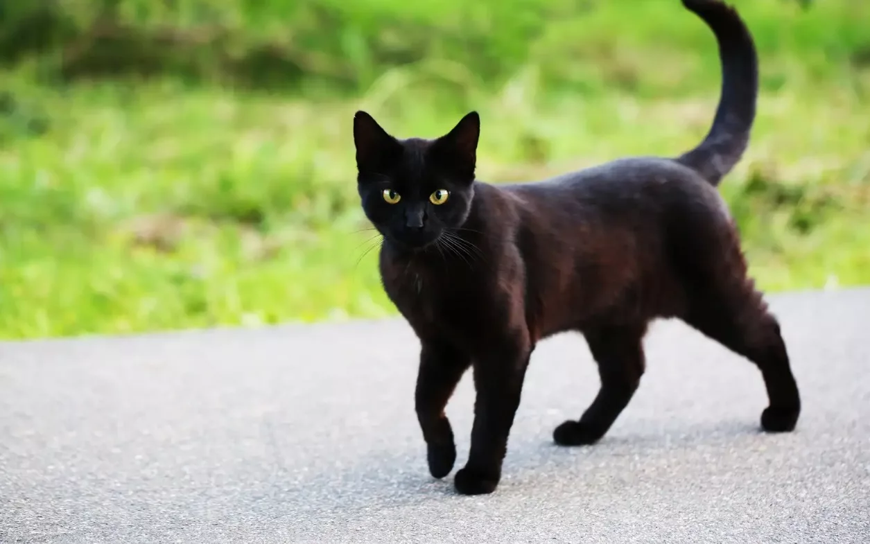 cele mai mari mosteniri lasate animalelor