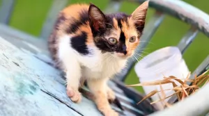 calico